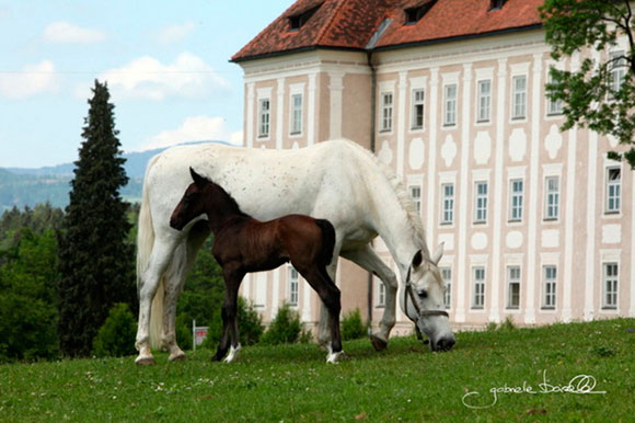 austria-2020-07-06-motiv-1
