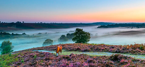 New Forest National Park