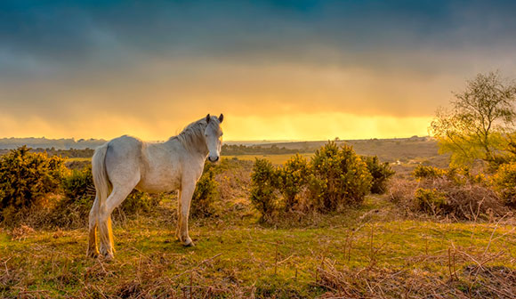 New Forest National Park