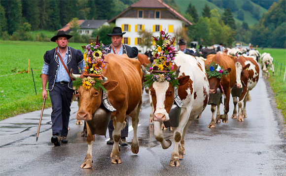 helvetia-2019-11-14-pic-1